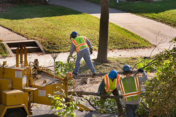 Laguna Beach, FL Tree Care Services Company